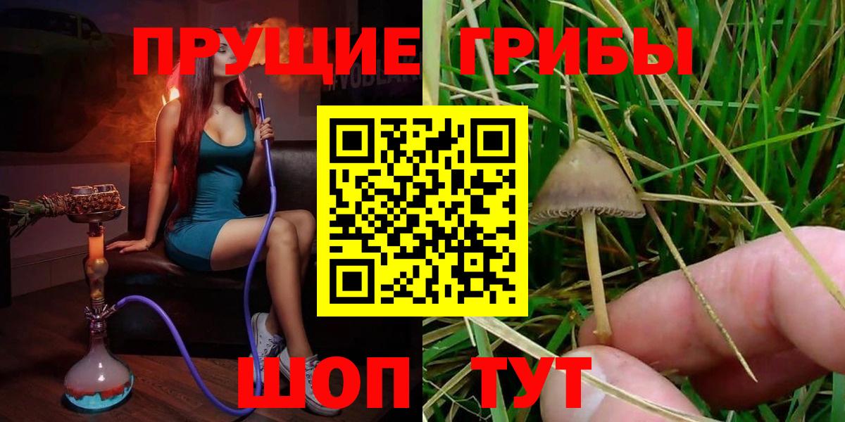 Псилоцибиновые грибы Psilocybe Тобольск