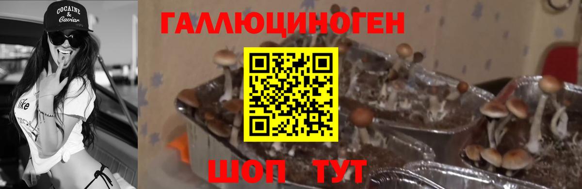 Тобольск  Псилоцибиновые грибы Magic Shrooms  Вход с VPN  Псилоцибиновые грибы MAGIC MUSHROOMS 